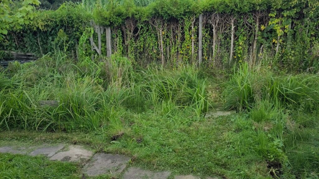 Freischnitt der Zuwegung zum Kompost