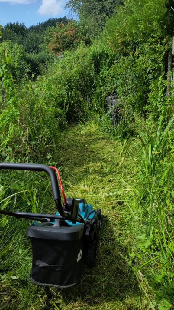 Freischnitt durchs Seggen-Gestrüpp